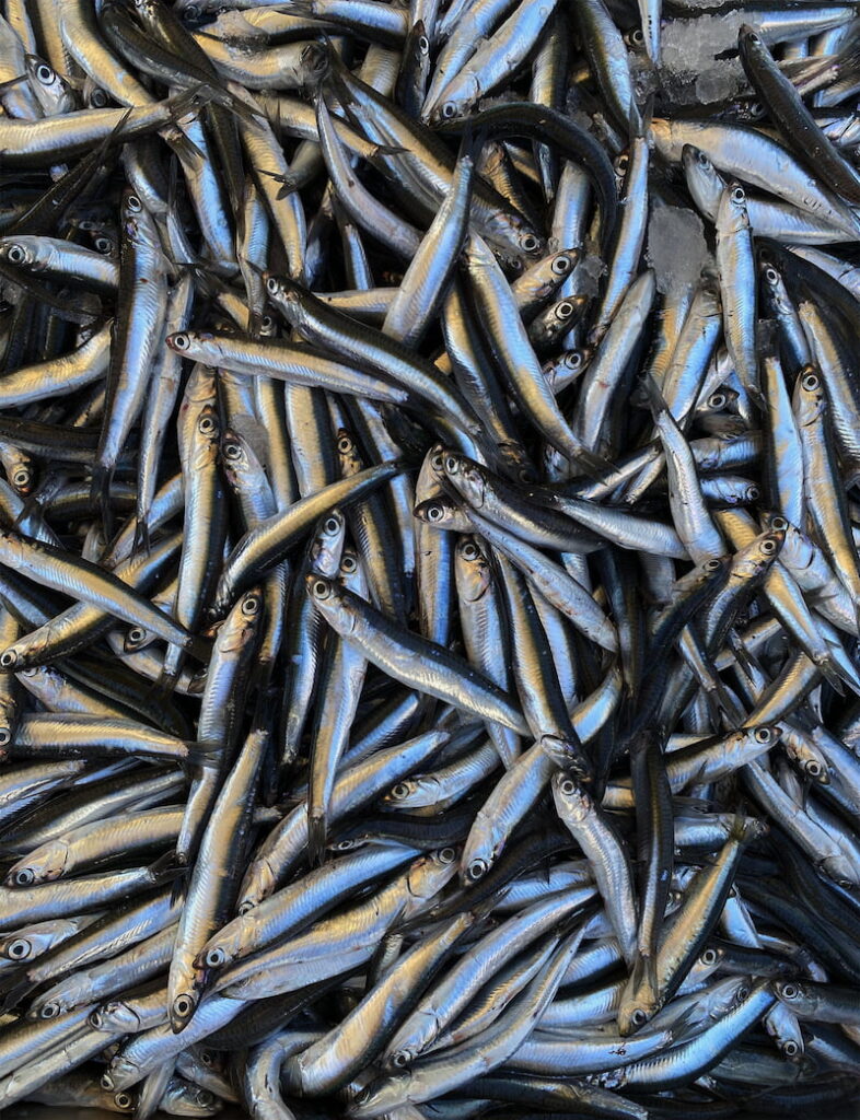 sagra acciughe Scorcio di Paradiso Levà e Sori